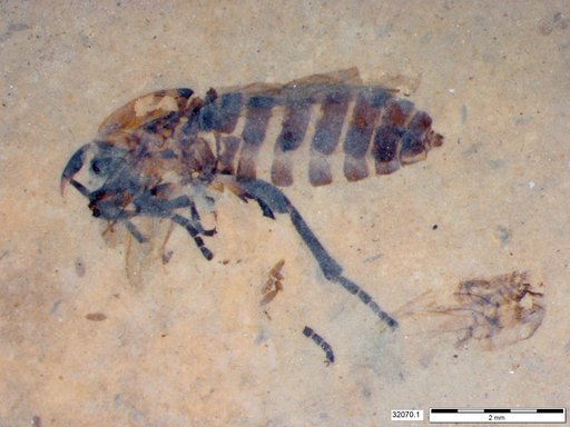 Genus sp