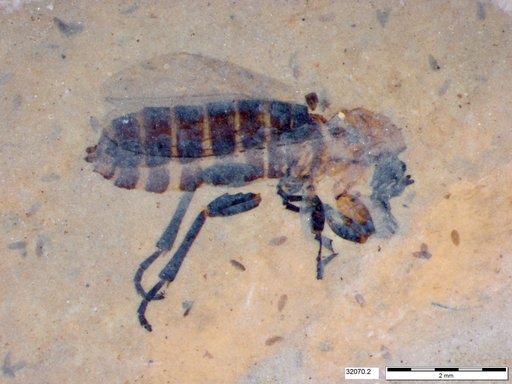 Genus sp
