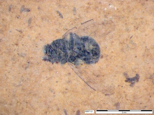 Diptera