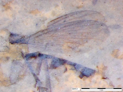 Diptera