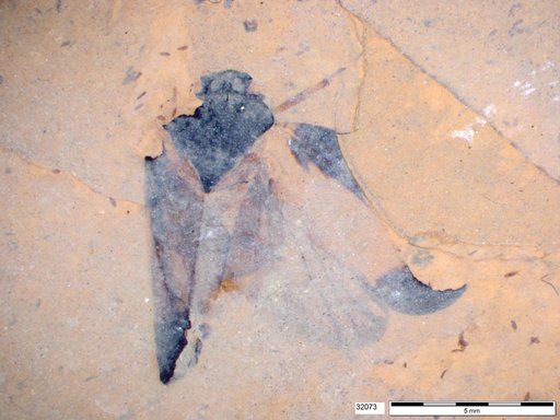 Genus sp