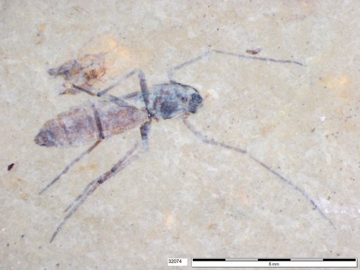 Diptera