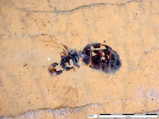 Formicidae