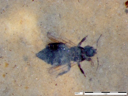 Genus sp
