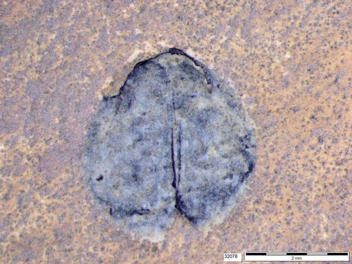 Tracheophyta
