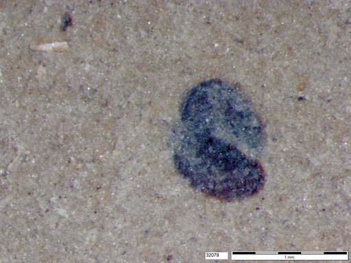 Tracheophyta