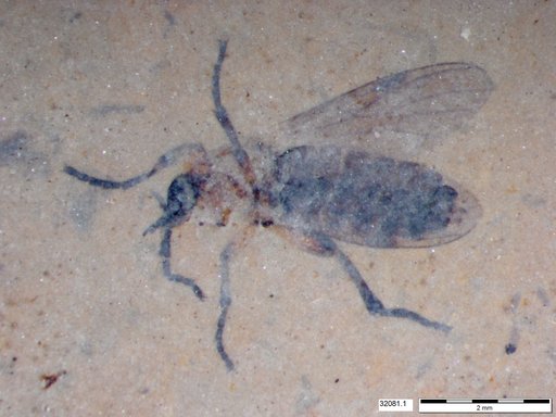 Genus sp