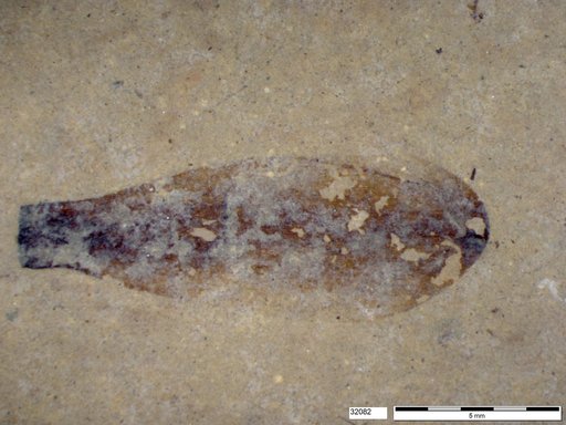 Tracheophyta