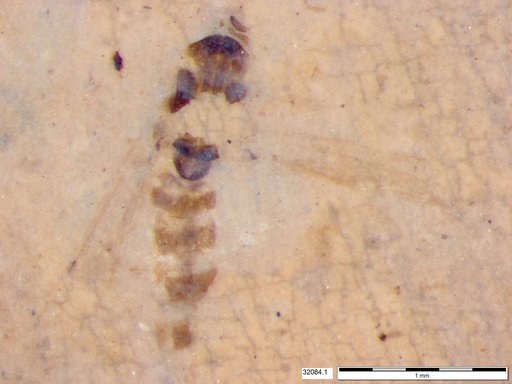 Chaoboridae