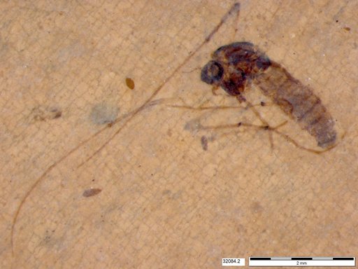Diptera