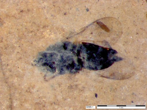 Diptera