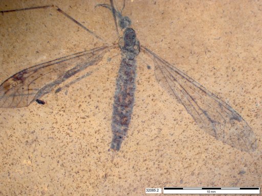Diptera
