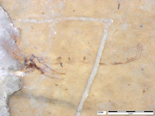 Genus sp