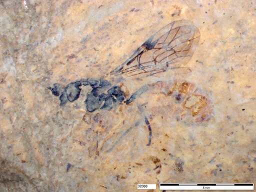 Ichneumonidae