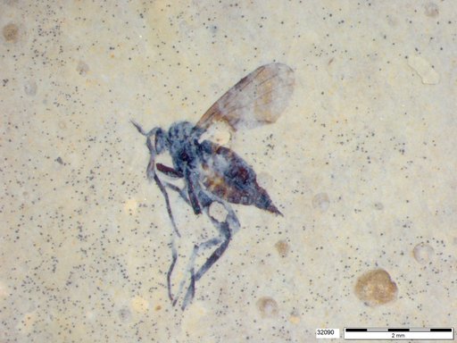 Diptera