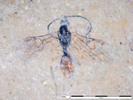 Braconidae