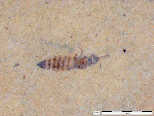 Genus sp