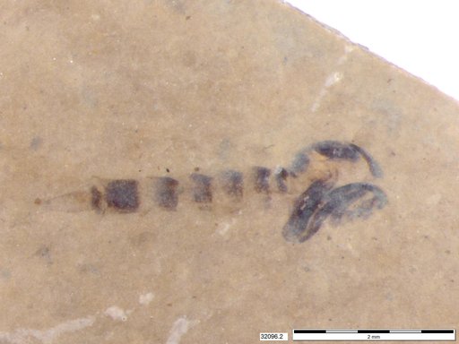 Chaoboridae