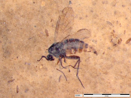Sciaridae