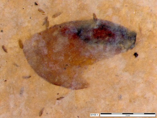 Tracheophyta