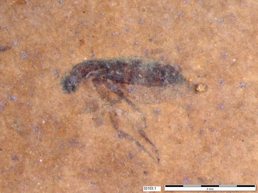 Diptera