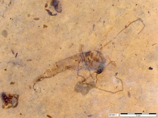 Diptera