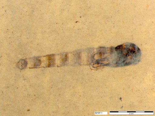 Genus sp