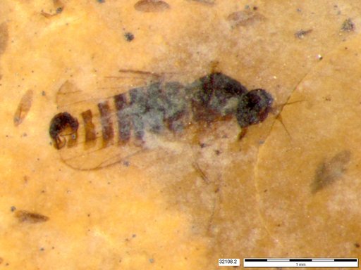 Diptera