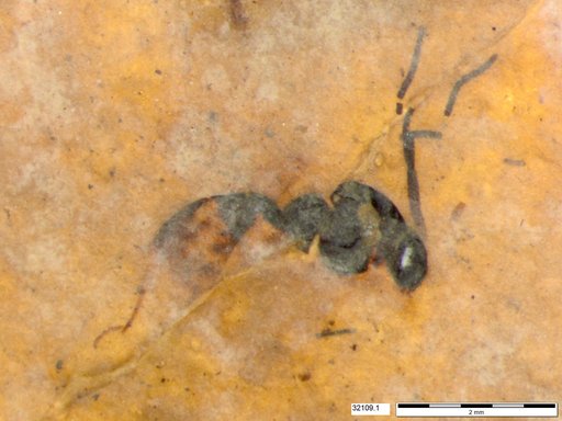 Genus sp