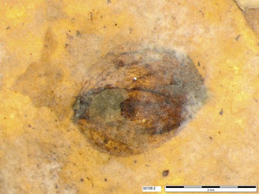 Tracheophyta