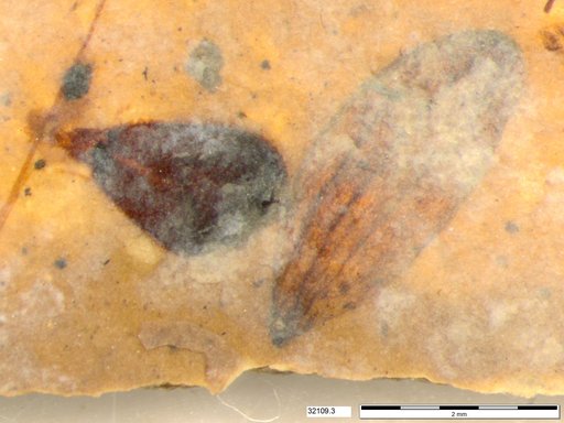 Tracheophyta