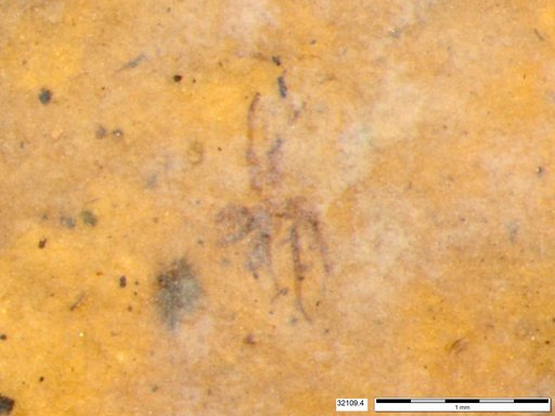 Genus sp