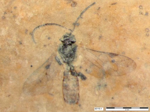 Braconidae