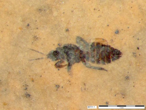 Genus sp