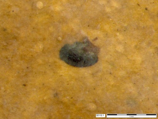 Tracheophyta
