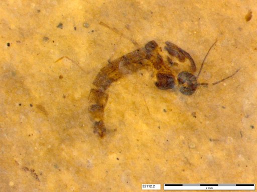 Diptera