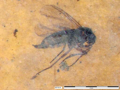 Diptera