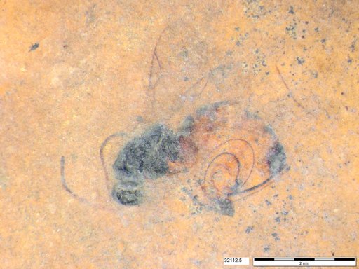 Genus sp