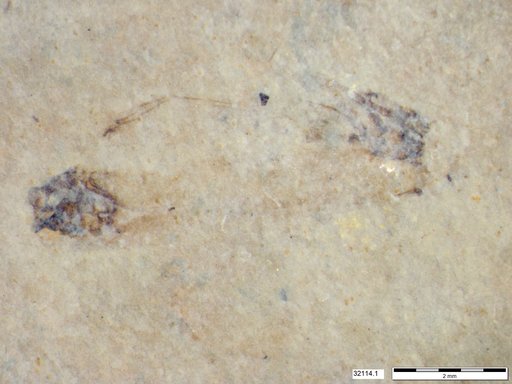 Genus sp