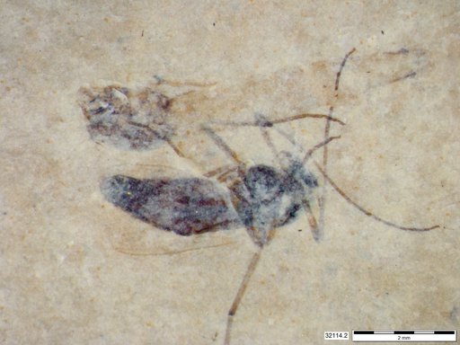Genus sp
