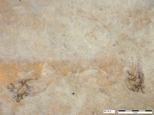 Genus sp