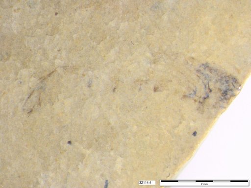 Genus sp