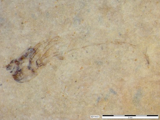 Genus sp