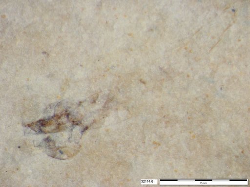 Genus sp