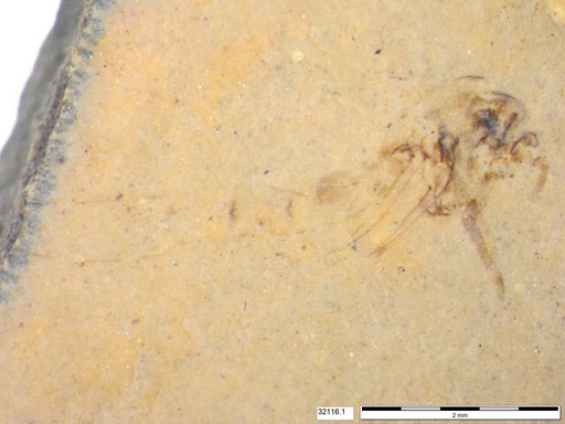 Genus sp