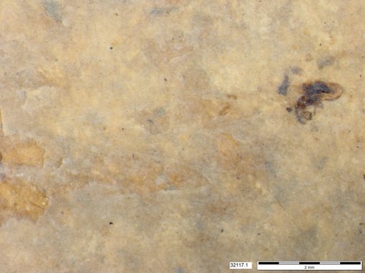 Genus sp