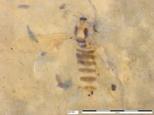 Chaoboridae