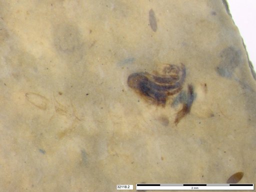 Chaoboridae