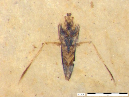 Notonectidae