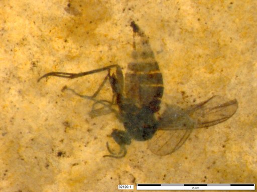 Sciaridae
